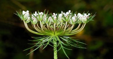 Wild Carrot