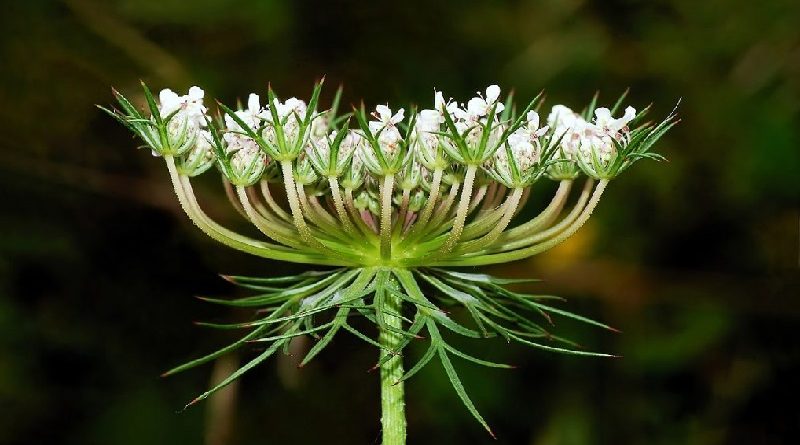 Wild Carrot