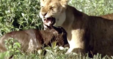 When This Baby Wildebeest Sees This Hungry Lion, It Does Something Rare (VIDEO)