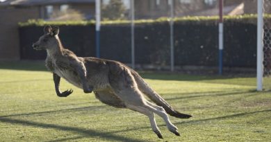 Soccer Roo