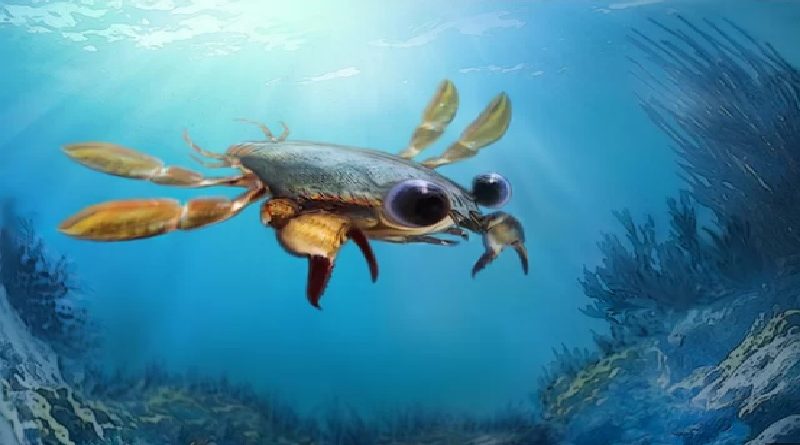 'Beautiful Nightmare' Crab