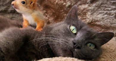 cat squirrels