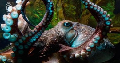 Octopus Through