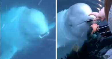 Friendly Beluga Returns