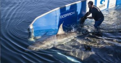 White Shark In Gulf