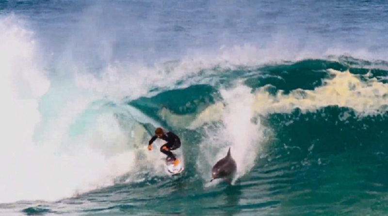 dolphins surfers