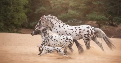 This Dog Is The “Third Wheel” In A Horse Family, And Their Photos Are Adorable