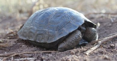 Tortoises