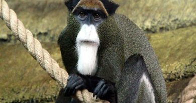 DE BRAZZA’S MONKEY – Тhe Мost Widespreаd Аfricаn Primаtes
