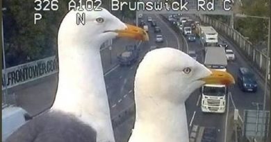 Camera Seagulls