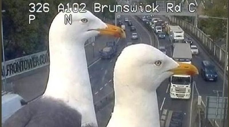 Camera Seagulls