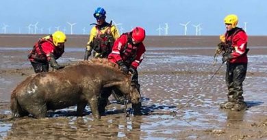 Rescuers Free Horse