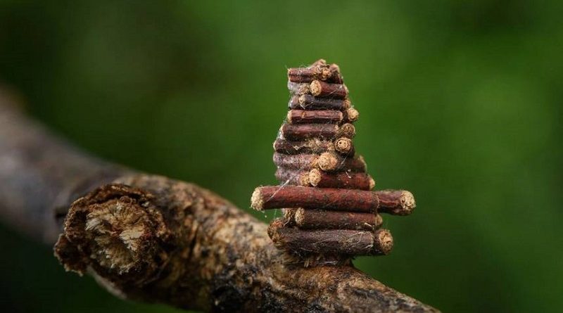 Caterpillars Build