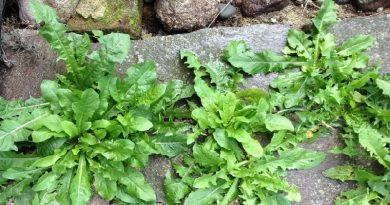 Garden Weeds