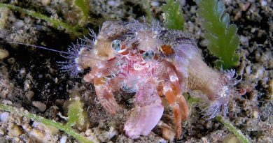 Incredible Hermit Crab