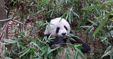 Pandas’ Share Of Protein Calories From Bamboo Rivals Wolves’ From Meat