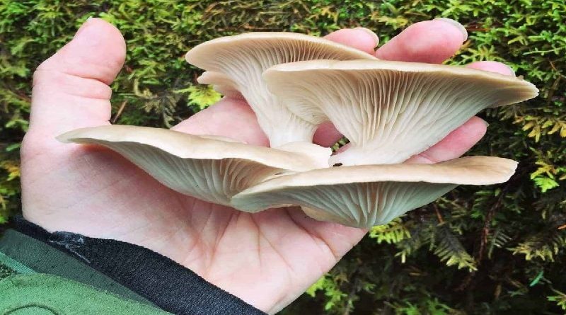 Identify Edible Mushrooms