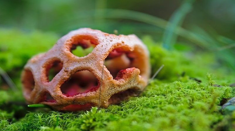 The 7 Weirdest Mushroom