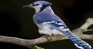 Blue Jay