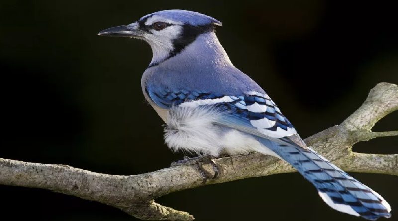 Blue Jay