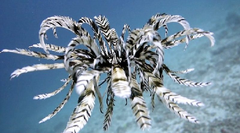 swimming feather star
