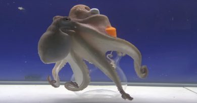 Octopus Intelligence Experiment