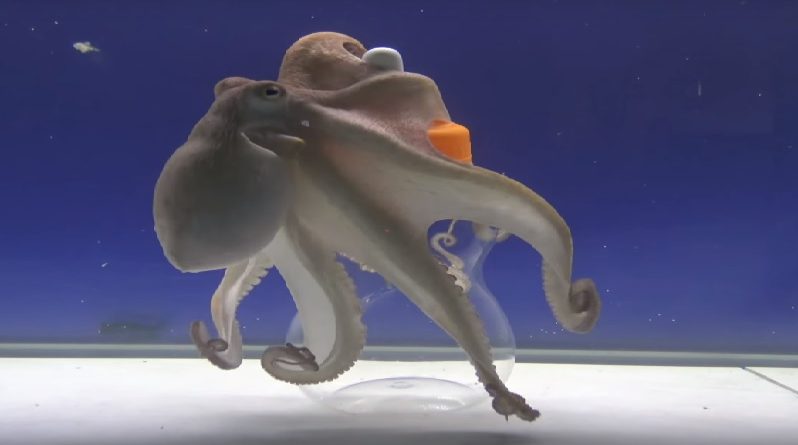 Octopus Intelligence Experiment