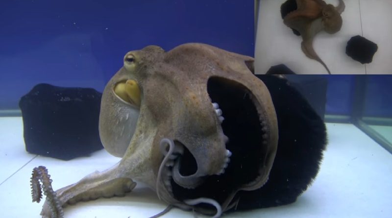 Curious Octopus Explores Different Surfaces