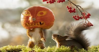 Cheeky Squirrel Gets Into Hallowen Spirit And Plays With Pumpkin