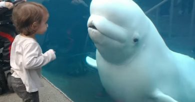 Funny Beluga Whale