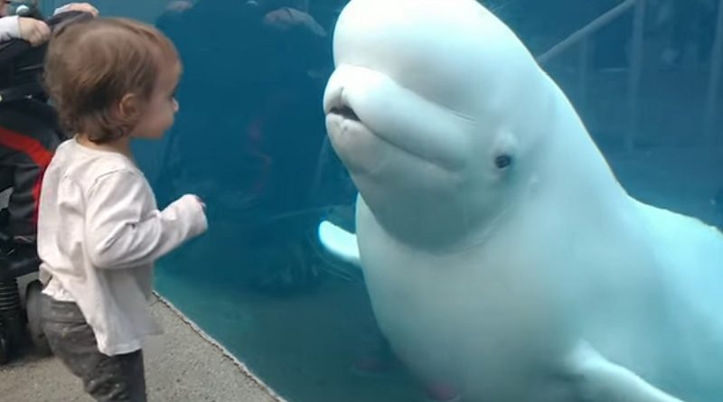 Funny Beluga Whale