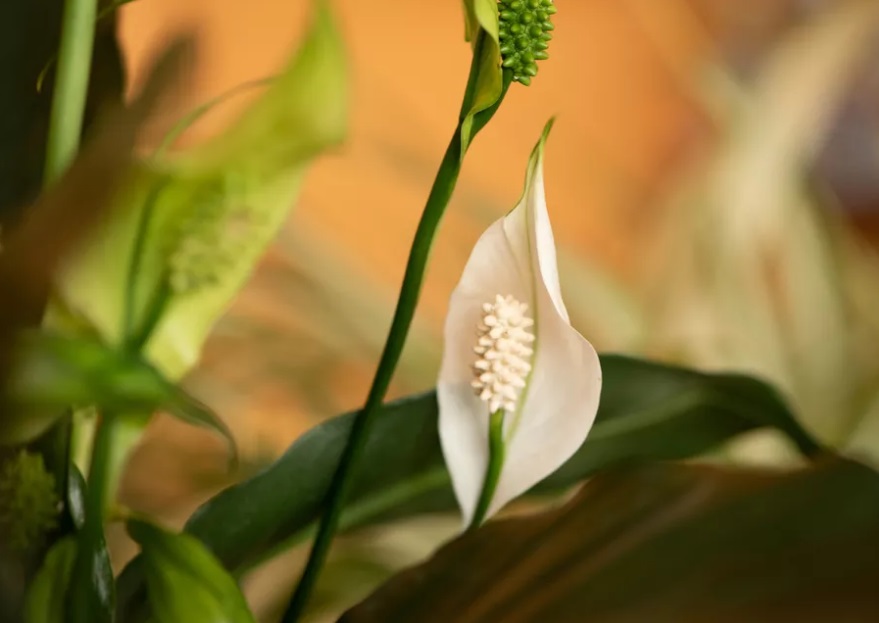 Peace Lily Plant