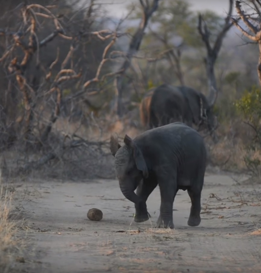 Baby Elephant 