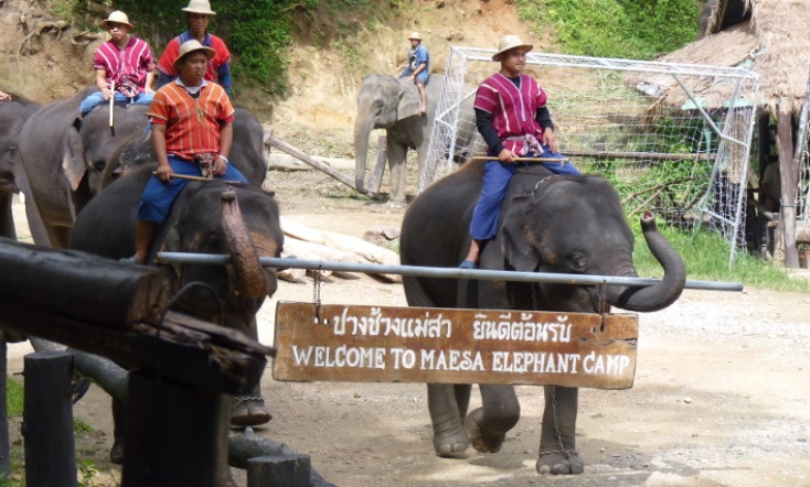 Elephant Artists