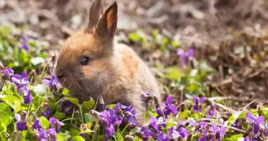 How To Keep Rabbits Out Of Your Garden [GUIDE]