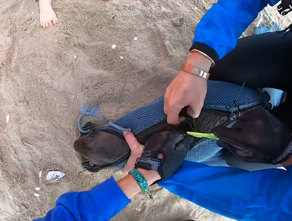 Kayakers Help Save Seal Pups