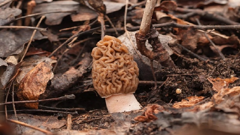 Morel Mushrooms