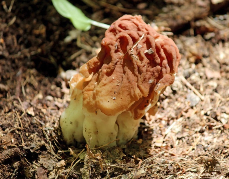 Morel Mushrooms