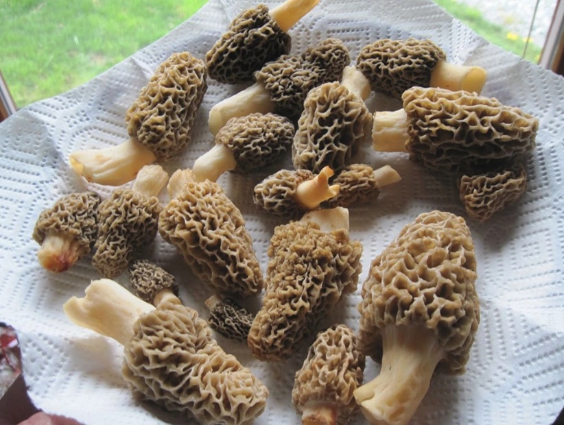 Morel Mushrooms