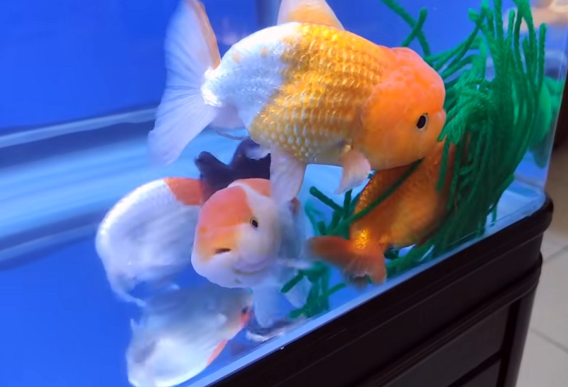 Breed Goldfish 
