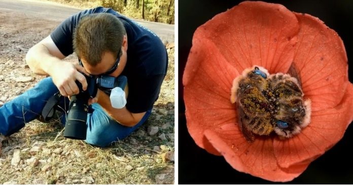 Bees Sleep In Flowers 