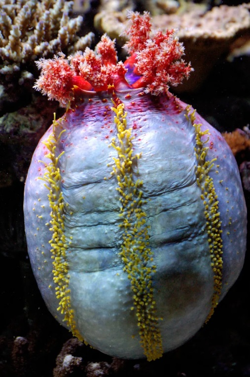 sea apples