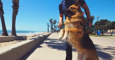 Homeless German Shepherd Dog Screams Like a Person When He Sees Ocean First Time!
