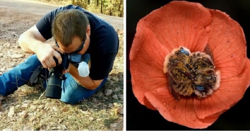 Bees Sleep In Flowers