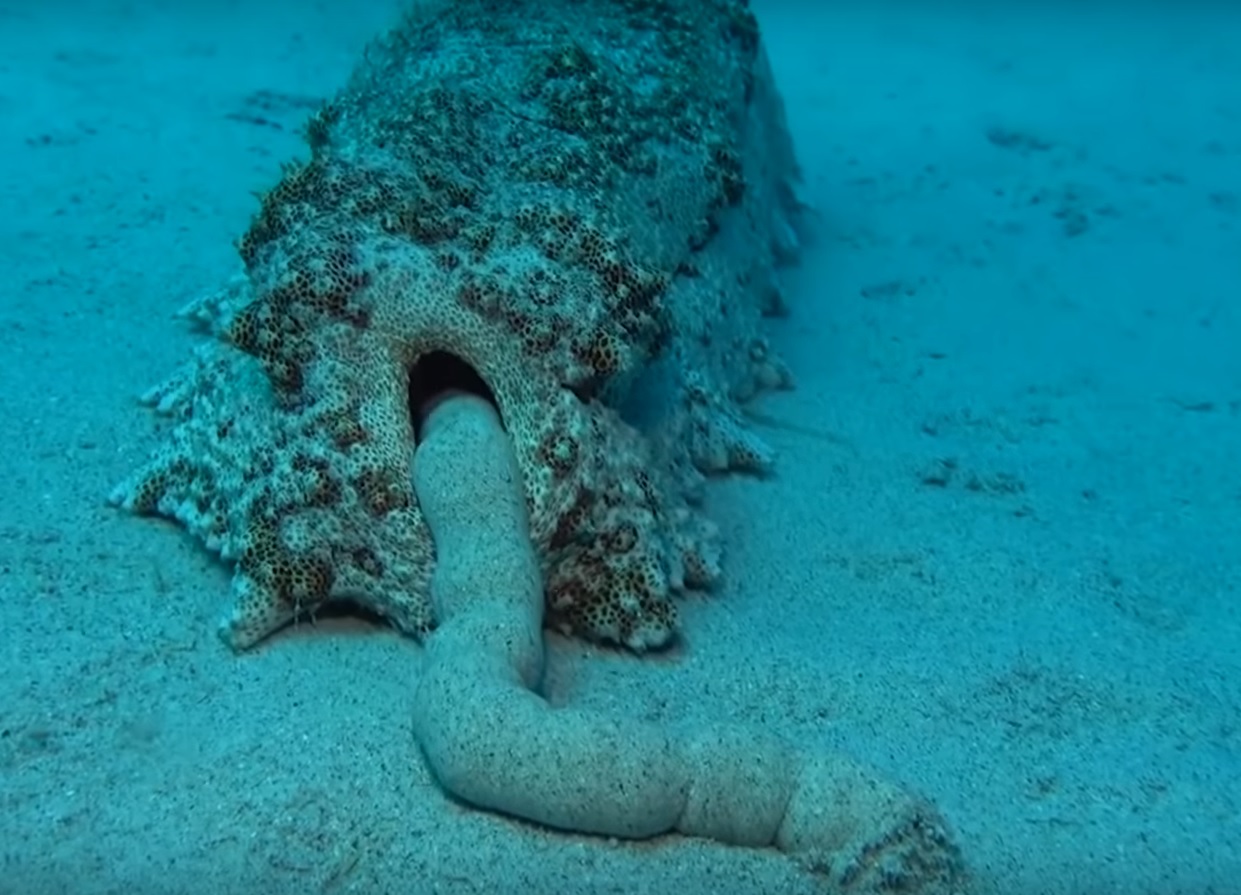 Sea Cucumbers Can Fill Their Bodies With Water By Sucking