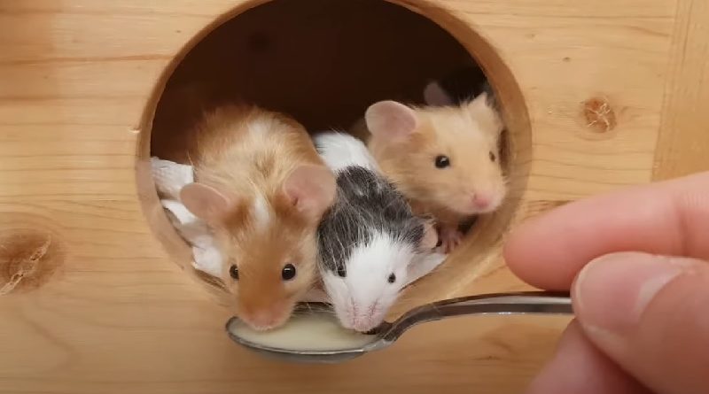 Little Mice