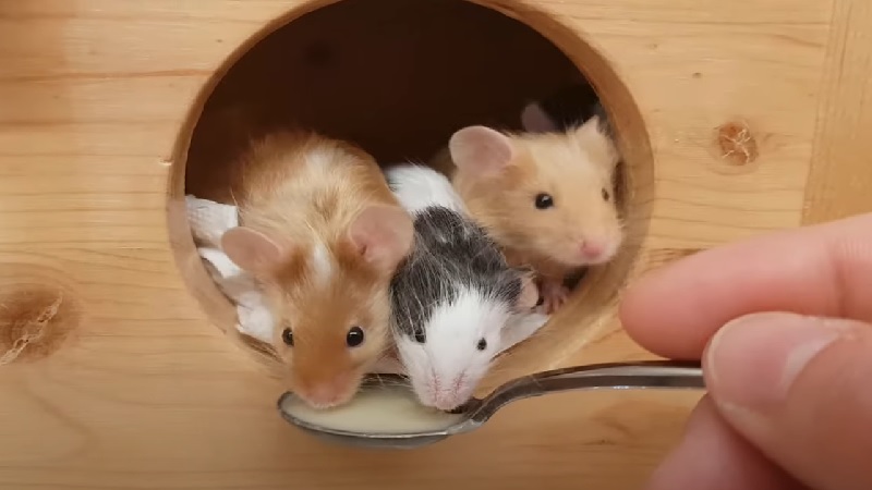  Little Mice