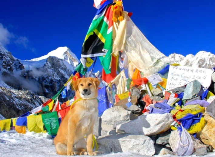 The First Dog Who Win MOUNT EVEREST 