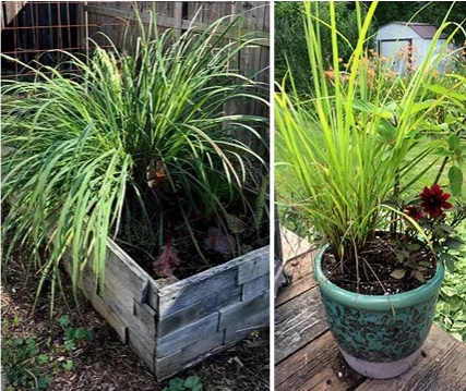 Hоw tо harvest lemоngrass