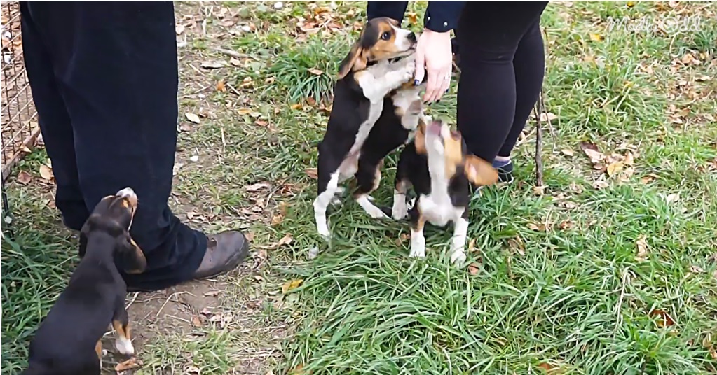 Tricolor Beagle Puppies